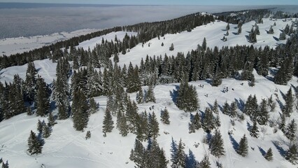 Obraz premium snow covered trees in mountains