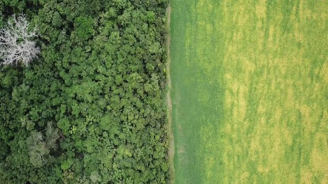 Aerial image reveals deforestation in the Amazon for soy plantation.