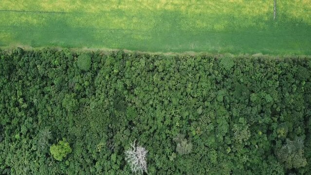Drone image show line between preserved Amazon rainforest and soybean fields.