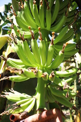 bananas on the tree