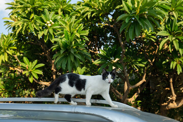 Naklejka na ściany i meble Cat on the car, black and white cat on the roof of the car, cat is going on the tpo of the car, funny animals, homeless cat in greece, wild animal, homeless animal, green tree, hreen tree in greece,