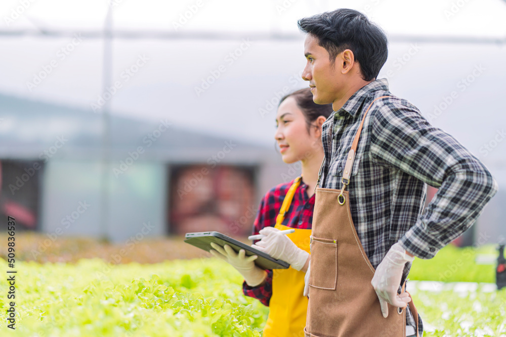 Wall mural asian male and female farmer checking quality of greenhouse hydroponic farm cultivation green fresh 