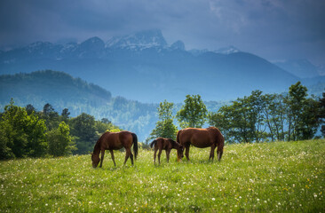 Obraz premium Horses on the meadow