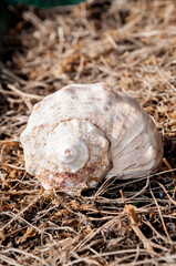 Marine mollusc shell seashell on dried seaweed background
