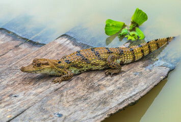 A beautiful Amazonian crocodile
