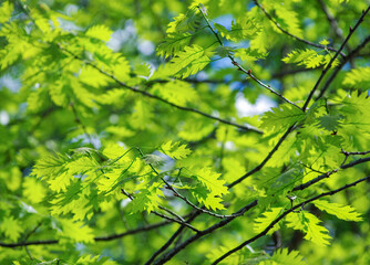 Fototapeta na wymiar spring green leaves background in sunny day