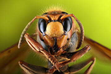 head of a hornet with antennae