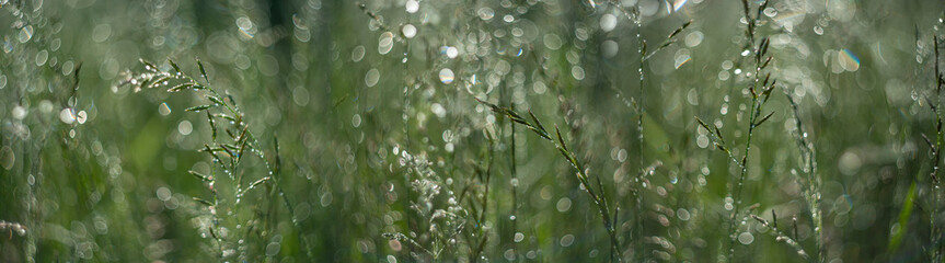 dewy grass on a morning meadow with beautiful light bokeh