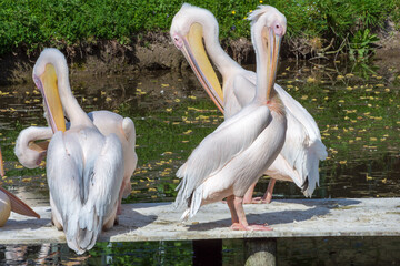 Pelikane im Straubinger Zoo