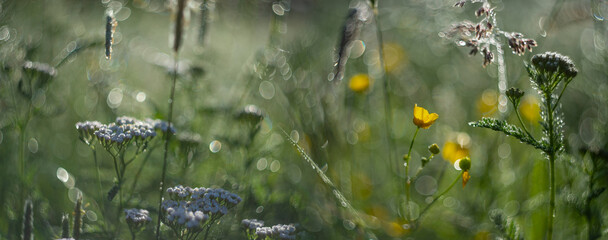 dewy grass on a morning meadow with beautiful light bokeh