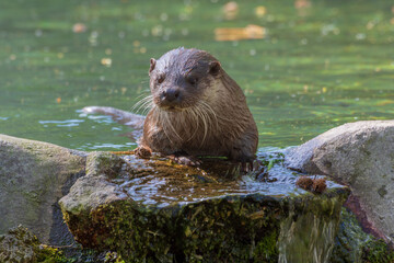 Obraz premium Fischotter im Straubinger Zoo