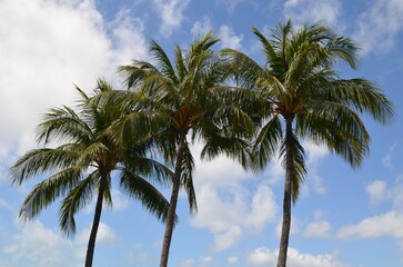 Fototapeta premium palm trees in the sky