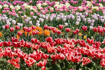 View on a field of cultivation of different varieties of blooming tulips in early spring. Collegno, Italy.