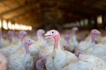 Close-up of a group of turkeys in a poultry farm in Lugo, Spain. Captive animal breeding concept. - obrazy, fototapety, plakaty