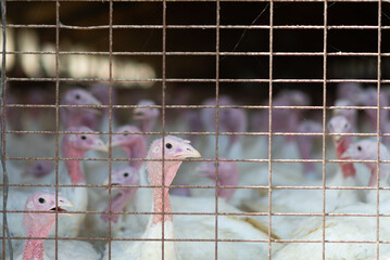 Turkeys in captivity in a poultry farm in fattening process. Farming industry. Captive animal...