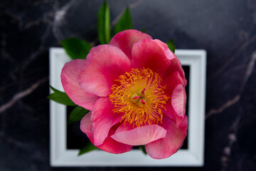 A white wooden frame lies on a dark background, flowers in the center of a close-up of a large pink peony flower. High quality photo