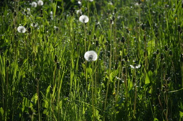 dandelion in grass