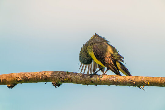 Tropical Kingbird