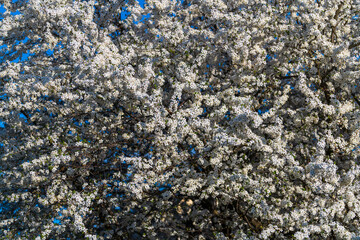 A sprig of white flowers blooms on a cherry plum tree against a blue sky