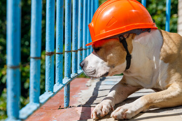 dog breed pit bull terrier in an orange construction helmet behind a blue fence