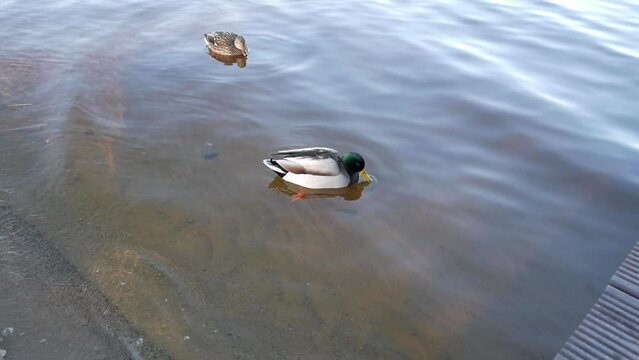 Three rouen ducks floating in a lake. They get closer doing food solicitation behaviour. One is grey with green head and the other are brown with black plumage.