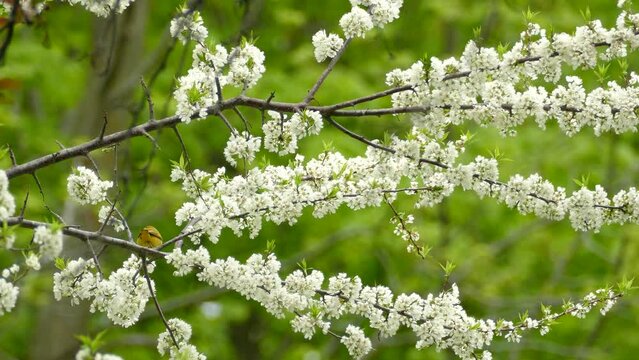 Yellow warbler bird skipping on branches among white spring flowers