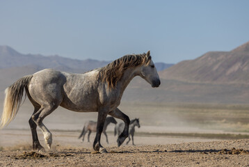 Wild Horse Stallion in the Utah Desert in Springtime