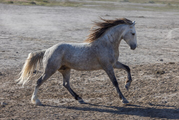Obraz na płótnie Canvas Wild Horse Stallion in the Utah Desert in Springtime