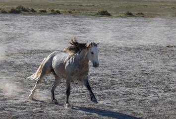 Wild Horse Stallion in the Utah Desert in Springtime