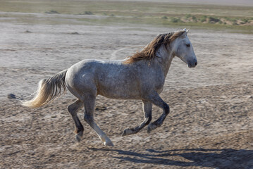 Obraz na płótnie Canvas Wild Horse Stallion in the Utah Desert in Springtime