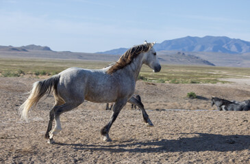 Wild Horse Stallion in the Utah Desert in Springtime
