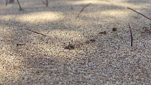 Close up of small sand crab peaking out of nest hole and throwing sand away on a Maui beach