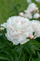 Wet, light pink peony blossom (Genus Paeonia) in a cutting garden.