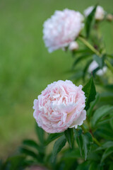 Wet, light pink peony blossom (Genus Paeonia) in a cutting garden.