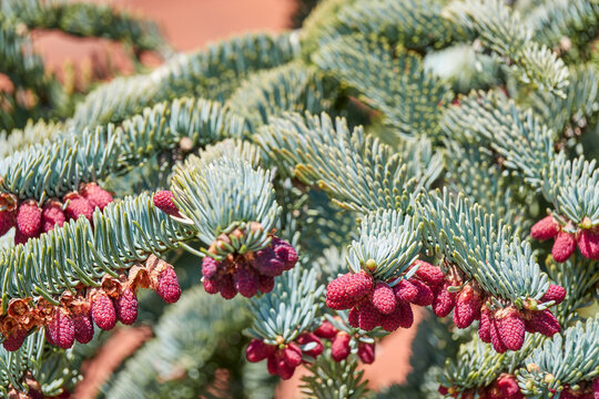 Abies procera, noble fir, also called red fir and Christmas tree, is fir native to Cascade Range and Pacific Coast Ranges of northwestern Pacific Coast of United States.