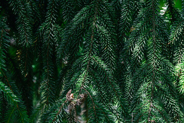 Fototapeta premium Branches of a coniferous tree. Spruce. Photo of nature.