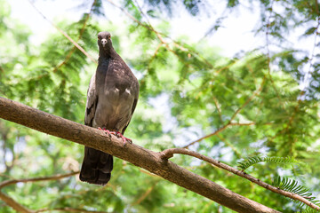 Wild pigeon peck grain in a tree feeder in the park.