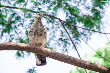 Wild pigeon peck grain in a tree feeder in the park.