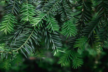 Branches of a coniferous tree. Spruce. Photo of nature.