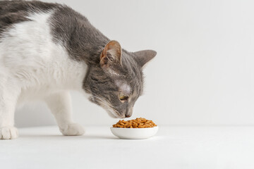 A cat eats food in a white room.