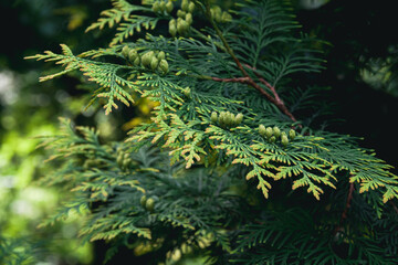 Thuja branches. Photo of nature. Closeup of thuja branches.