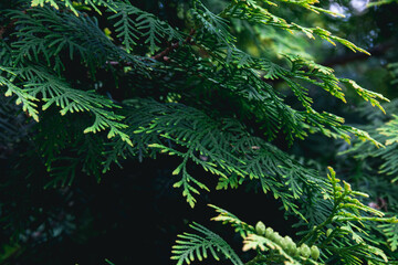 Fototapeta premium Thuja branches. Photo of nature. Closeup of thuja branches.