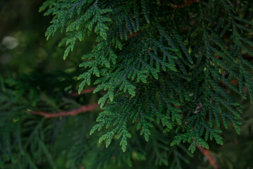 Thuja branches. Photo of nature. Closeup of thuja branches.