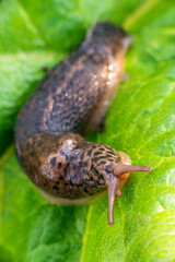 Large long slug, leopard slug Limax maximus, Limacidae family, crawling on green leaves. Spring, Ukraine, May