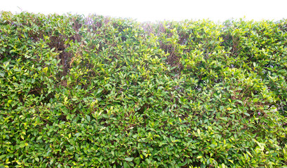green leaf bush background, leaf of Banyan Tree ( Ficus annulata Blume )