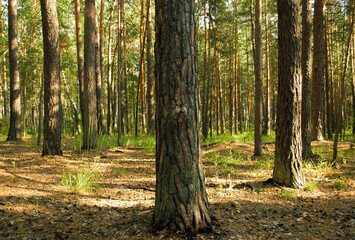 A close-up of a pine trunk and its bark against a backdrop of sunlit grass and undergrowth, and against a backdrop of numerous other pines