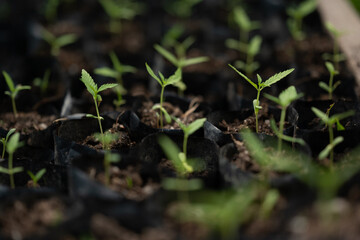 sativa marijuana plant outdoors, leaves view from above, beautiful wallpaper background