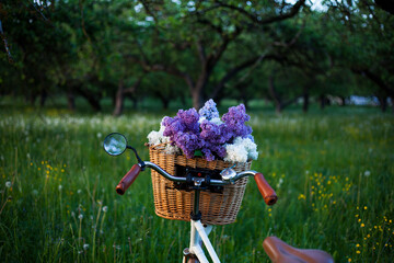 vintage bike with a bouquet of lilac flowers in the wicker basket in the spring blooming apple garden