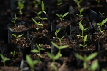 sativa marijuana plant outdoors, leaves view from above, beautiful wallpaper background