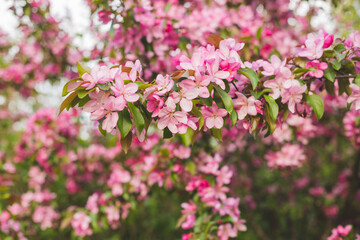 Branch with many vivid decorative red crab apple flowers and blooms in a tree in full bloom in a garden in a sunny spring day, beautiful outdoor floral background photographed with soft focus